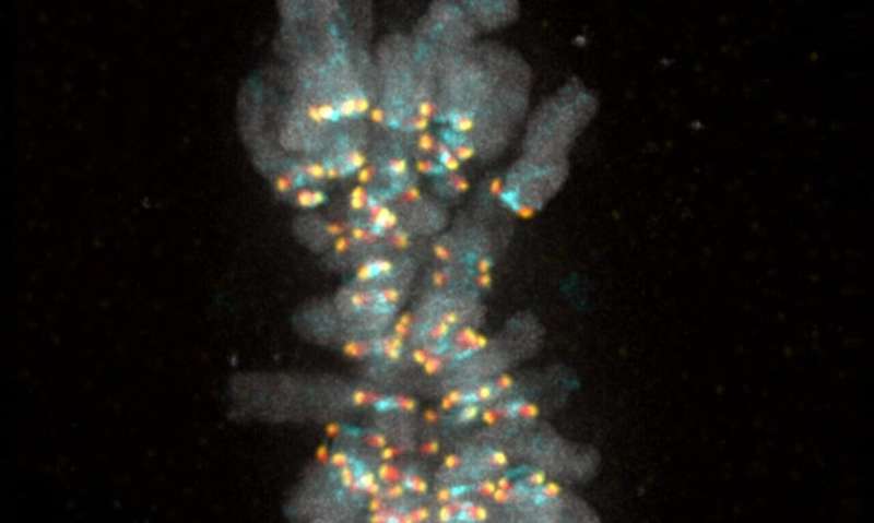 Wait for me: Cell biologists decipher signal that ensures no chromosome is left behind