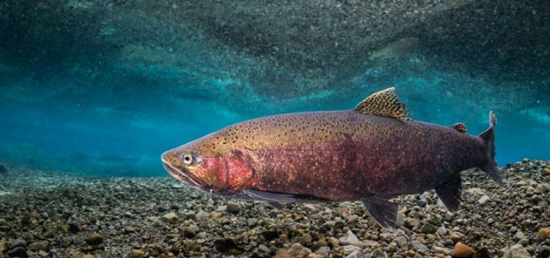 Warm-water habitat ‘pays the bills,’ allowing cold-water fish to fuel up