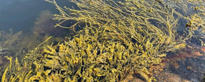 Warmer climate threatens the seaweed forest
