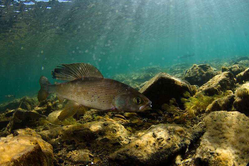 Warm water has overlooked importance for cold-water fish, like salmon and trout