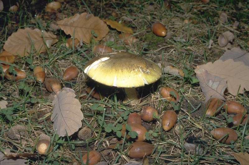 Warning not to pick or eat wild mushrooms because of poisoning risk