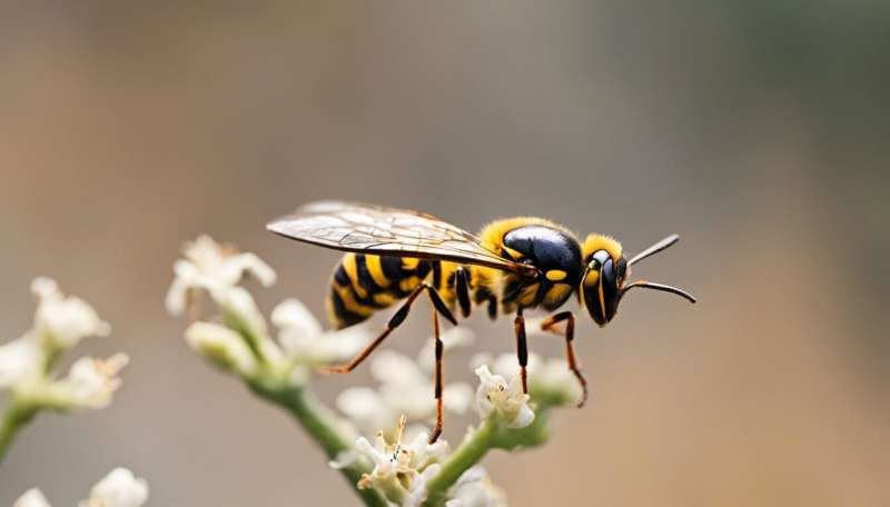 Wasps: why I love them, and why you should too