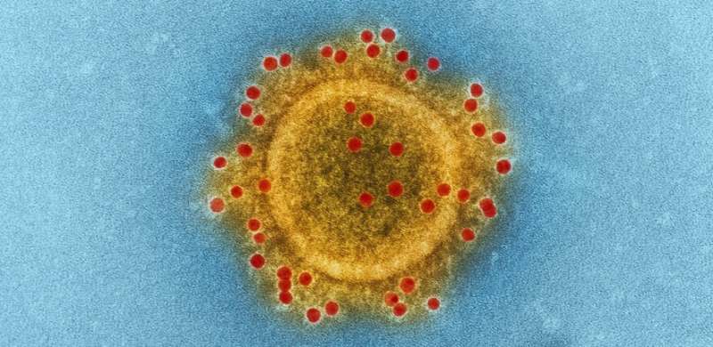 Watching a virus expand in E-coli bacteria offers new perspectives on adaptability of viruses