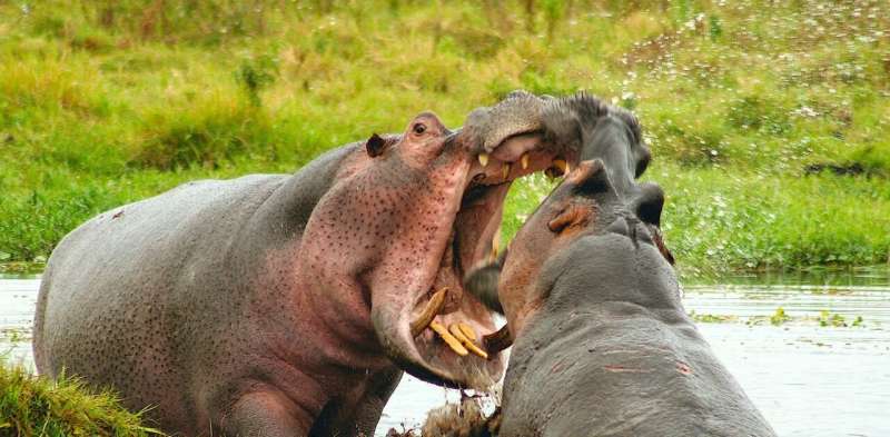 We used 60-year-old notebooks to find out why male hippos have bigger tusks than females