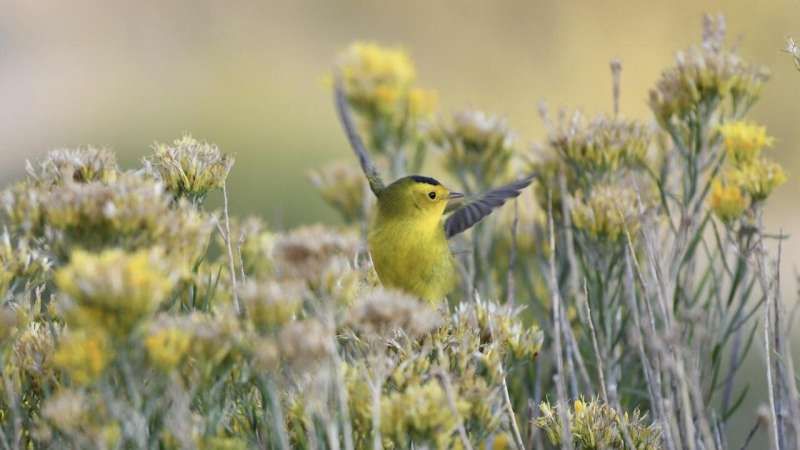 Weather radar for ecological forecasting can lessen hazards for migratory birds