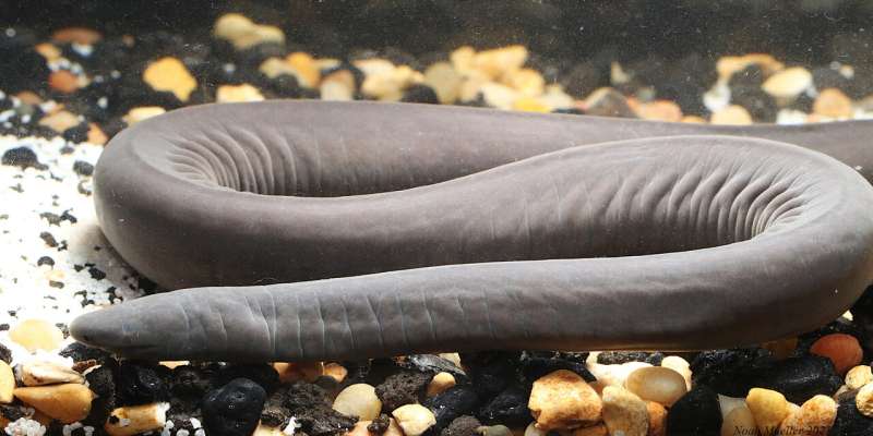 Weird, noodle-shaped amphibians known as caecilians found in South Florida canal