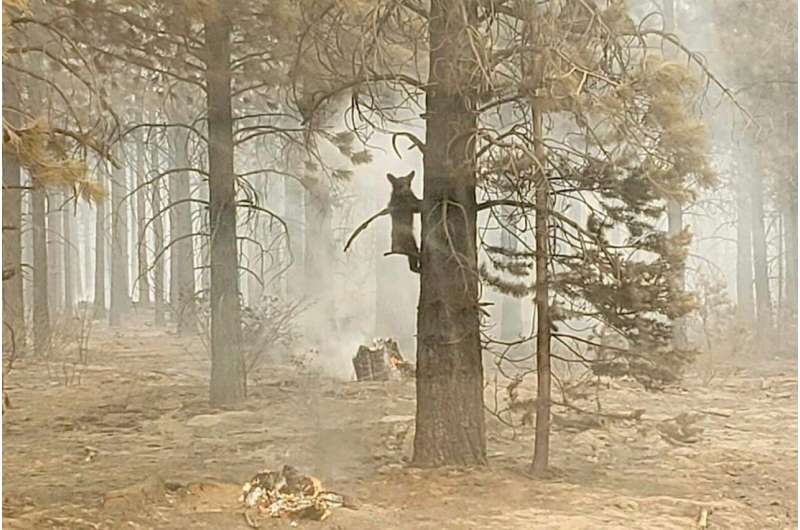Western wildfires: California blaze crosses into Nevada