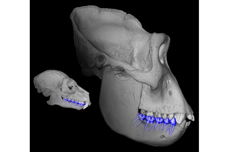 What big teeth you have: Tooth root surface area can determine primate size