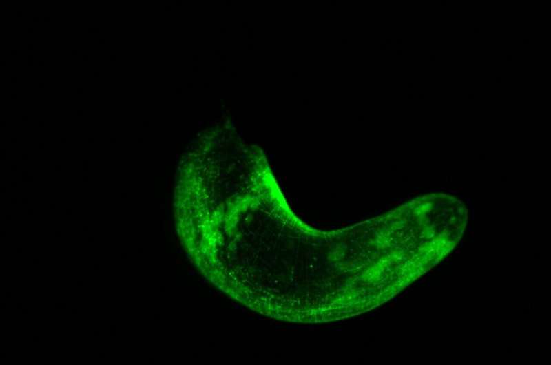 What can scientists learn from worms that glow in the dark? The secrets of regeneration for starters