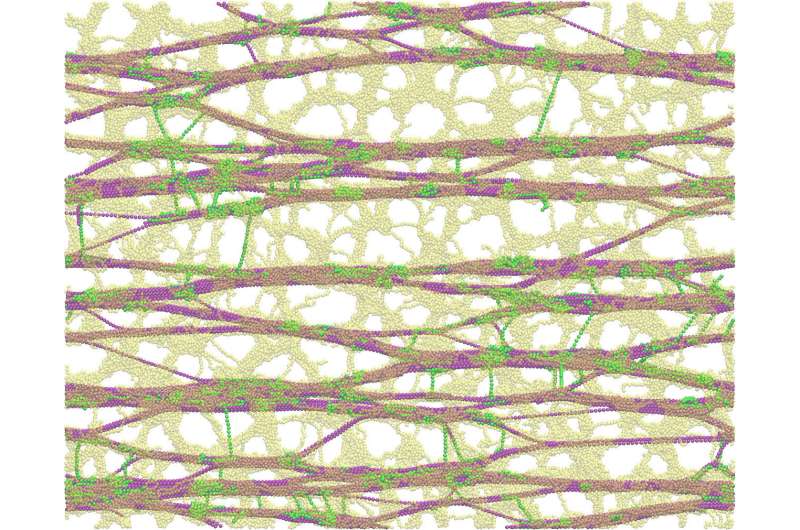 What makes plant cell walls both strong and extensible?