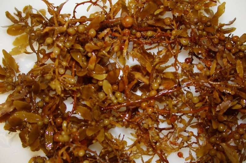 What’s driving the huge blooms of brown seaweed piling up on Florida and Caribbean beaches?