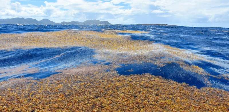 What’s driving the huge blooms of brown seaweed piling up on Florida and Caribbean beaches?