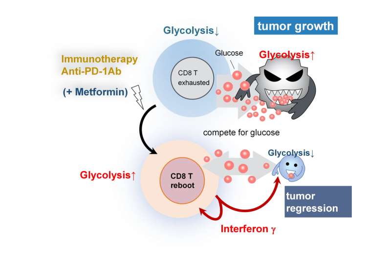 When cancer “met” its match: New study shows metformin-dependent antitumor immunity