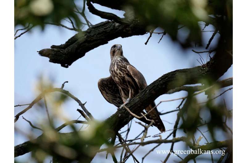 When conservation work pays off: After 20 years, the Saker Falcon breeds again in Bulgaria