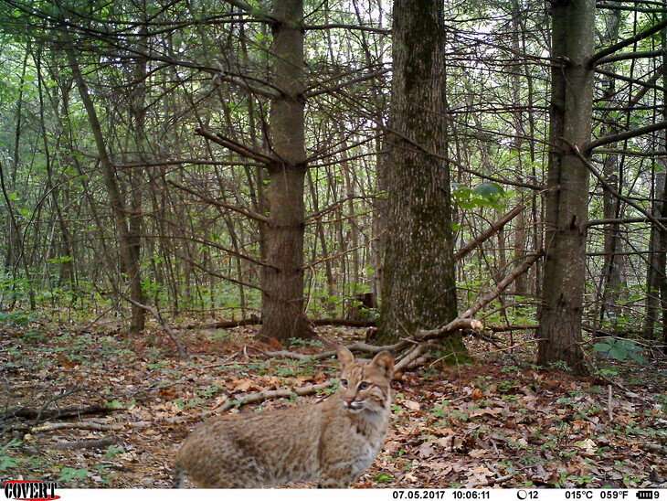 When fawns perceive constant danger from many sources, they almost seem to relax