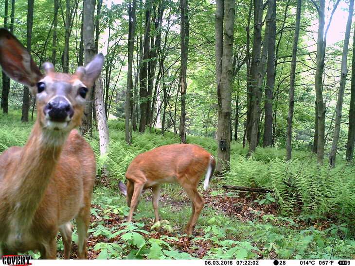 When fawns perceive constant danger from many sources, they almost seem to relax