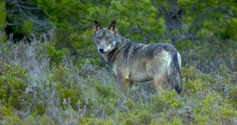 When wolves are at the door – what communities need to get on with new neighbors