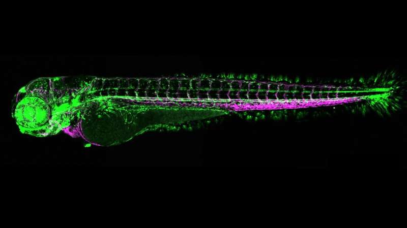 When severed spinal cord grows back together again