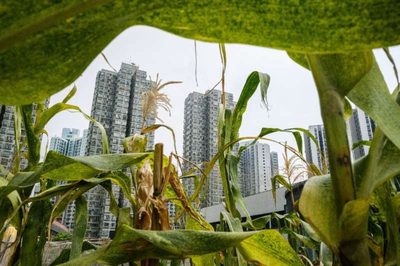 While Hong Kong is one of the most densely packed places on earth, there is still considerable space to grow food locally
