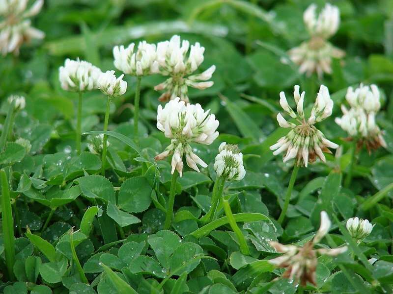 White clover's toxic tricks traced to its hybridization