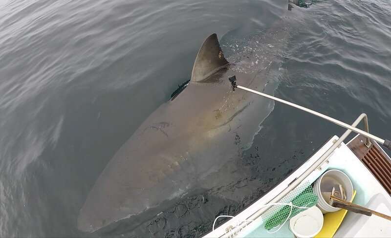 White shark population is small but healthy off the coast of Central California