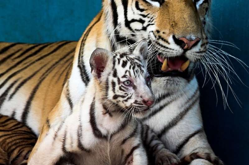 Havana Zoo introduces Yanek, a rare white tiger, Cuba's first