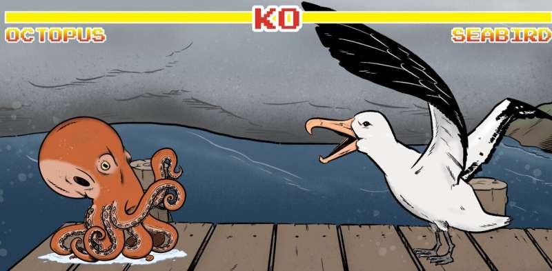 Who would win in a fight between an octopus and a seabird? Two marine biologists place their bets