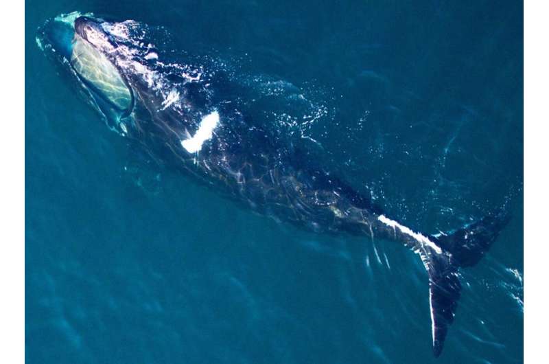 WHOI and NOAA fisheries release new North Atlantic right whale health assessment review