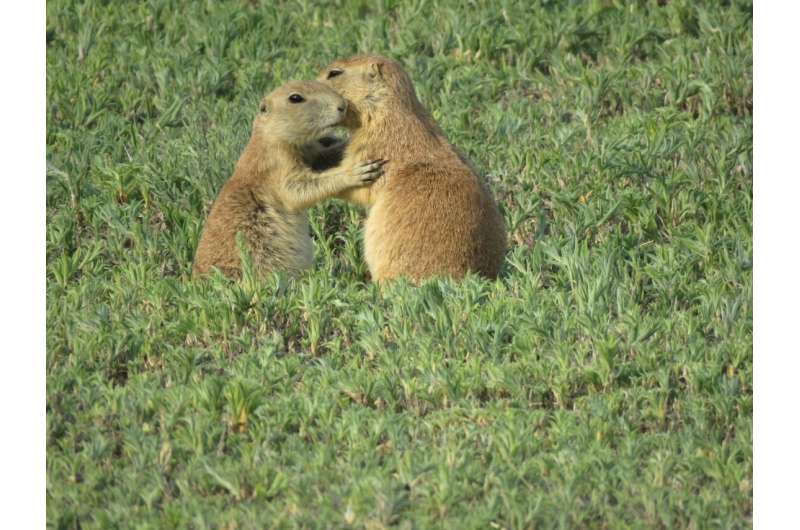 Who has who to kiss?  Prairie dog 'greeting kisses' reveal complex social networks
