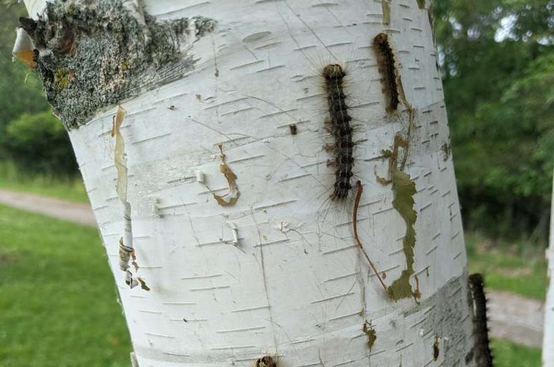 Why an invasive caterpillar is munching its way through tree leaves, in the largest outbreak in decades