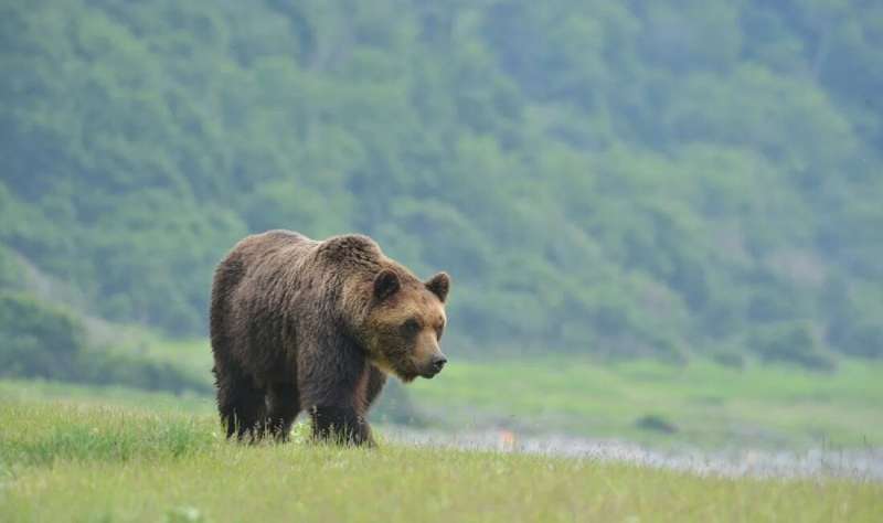 Why do brown bears frequent towns more than before?