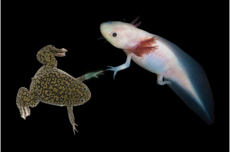 Why frogs can't regenerate lost limbs like axolotls