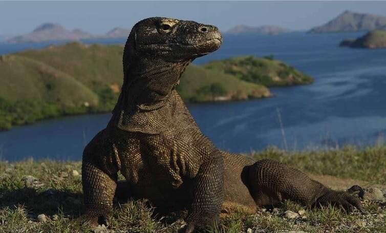 Why we must reassess the komodo dragon's endangered status