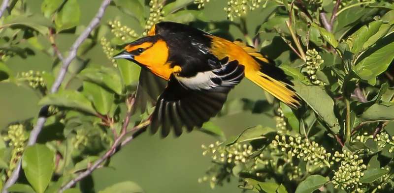 Why some songbirds make migratory pit-stops to replace worn and ragged feathers