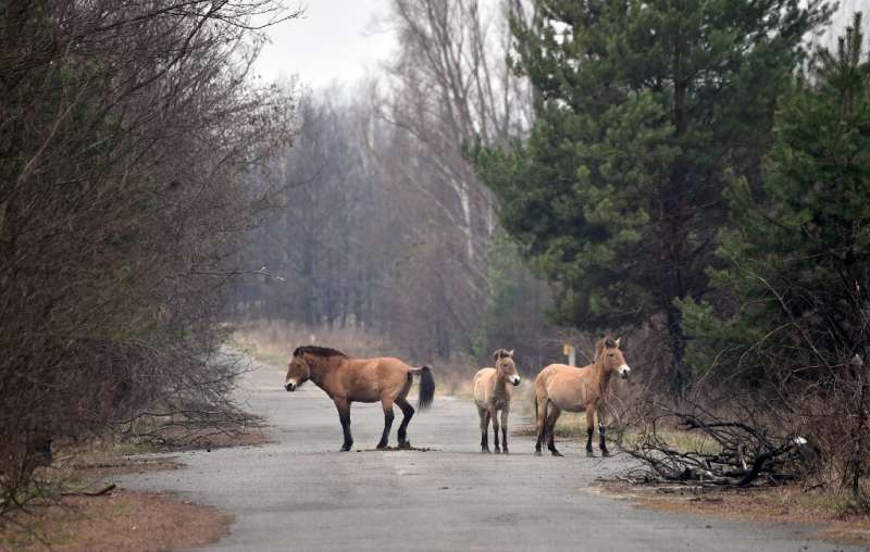 Wild horses flourish in Chernobyl 35 years after explosion