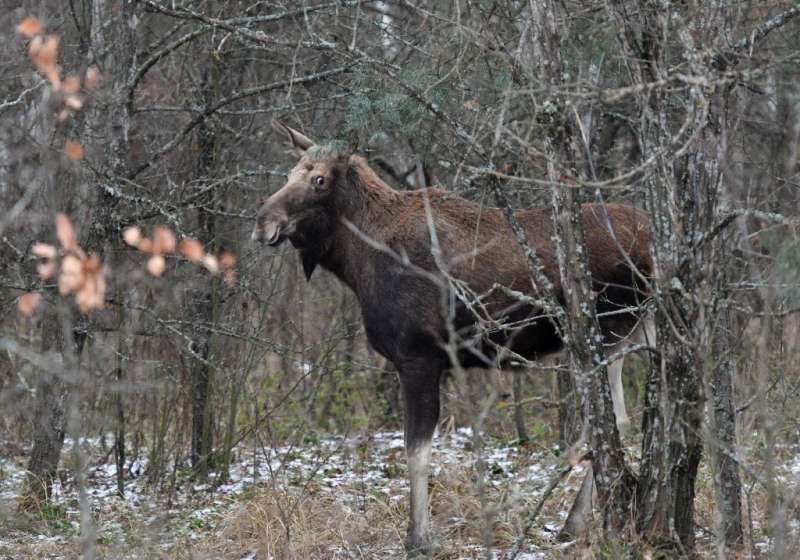 Wild horses flourish in Chernobyl 35 years after explosion