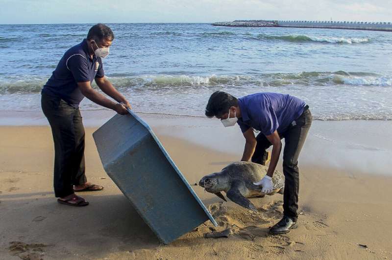 Wildlife officials remove the carcass of a sea turtle washed ashore at Galle Face beach in Colombo last week