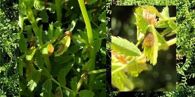 Wild relatives offer a solution to devastating chickpea disease Ascochyta blight