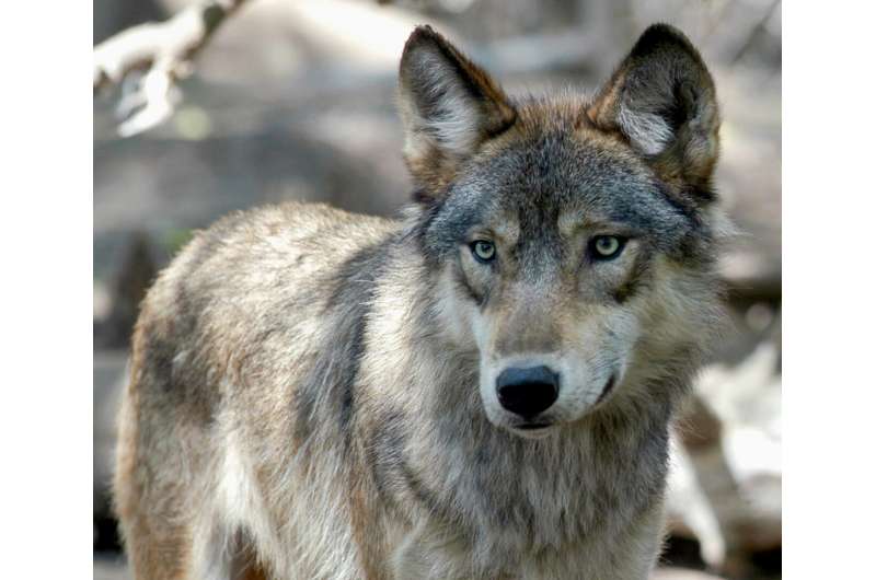 Wisconsin to set fall wolf limit after runaway spring hunt