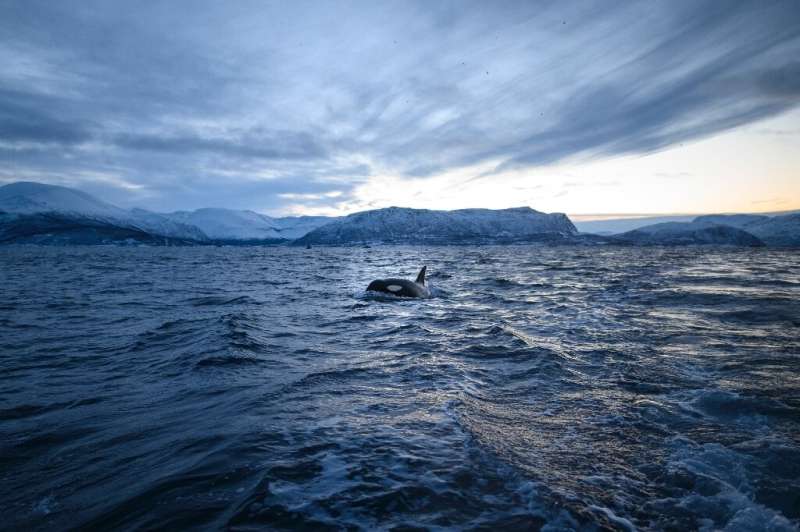 With Arctic sea ice shrinking at record levels due to global warming, killer whales are expanding their hunting grounds further 