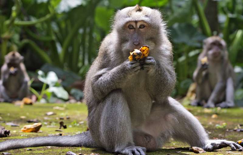 With no tourist handouts, hungry Bali monkeys raid homes