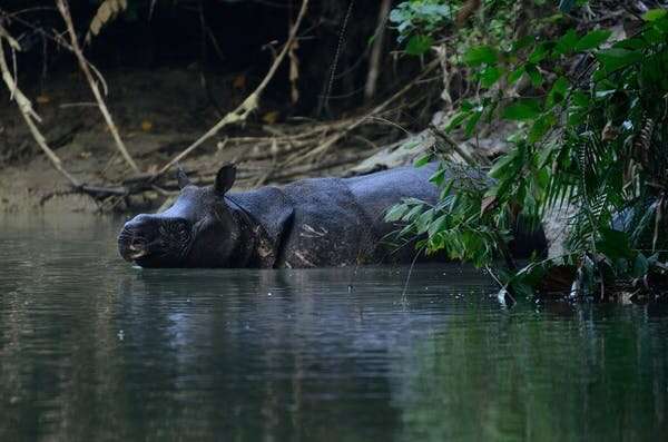 With the increased number of Javan rhinos, what is the next conservation goal for these animals?