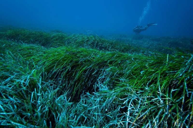 With no help from humans, seagrass balls may collect nearly 900 million plastic items in the Mediterranean alone every year