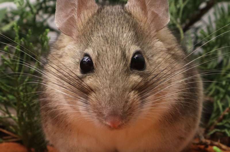 Woodrat microbiomes: It's who you are that matters most