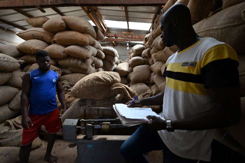 Workers weigh cocoa bags at the warehouse of the local farmers' collective in M'brimbo