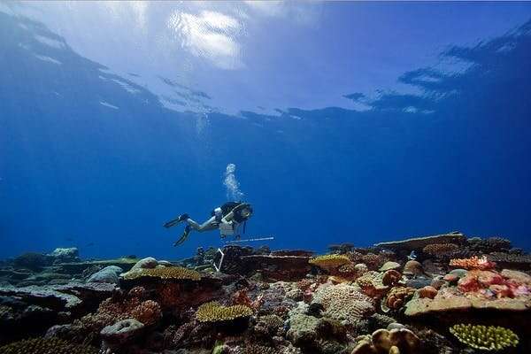 World's coral scientists warn action is needed now to save even a few reefs from climate change