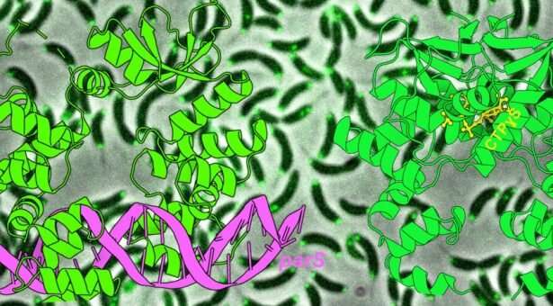 X-ray crystallography sheds light on a protein crucial for chromosome segregation in bacteria