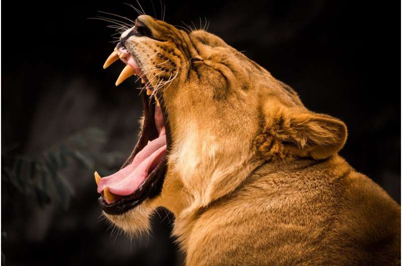 yawn lion