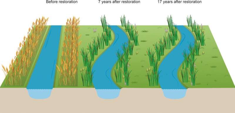 Years later, restored wetlands remain a shadow of their old selves