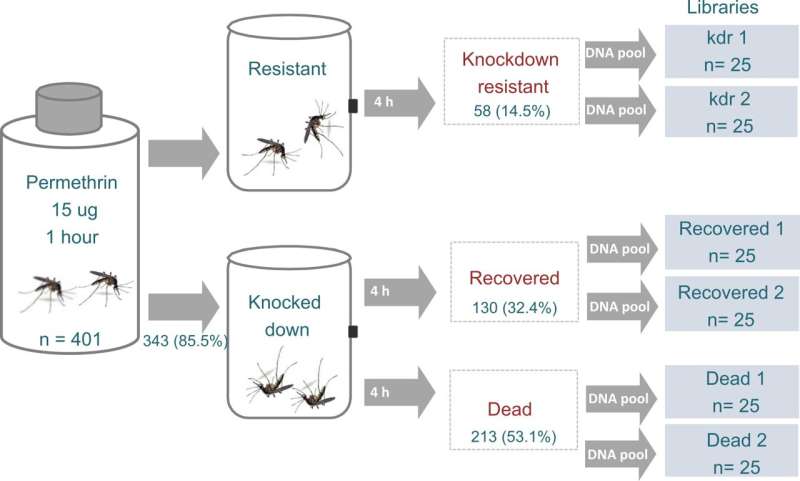 Los mosquitos de la fiebre amarilla desarrollan diferentes estrategias para resistir los pesticidas